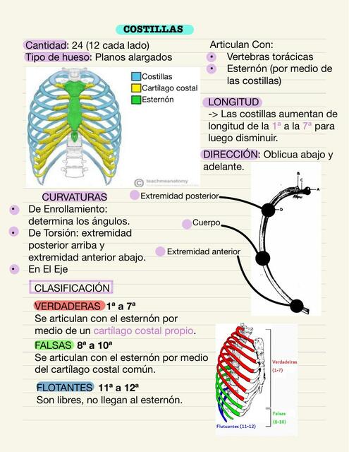 Costillas 