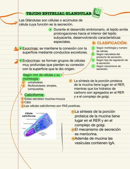 Tejido Epitelial Glandular 