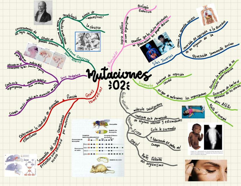 Mutaciones 2 mapa mental- Genética
