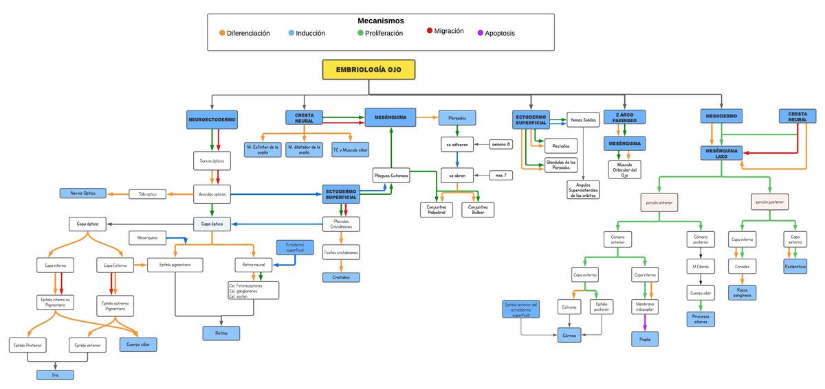 Embriología del Ojo 
