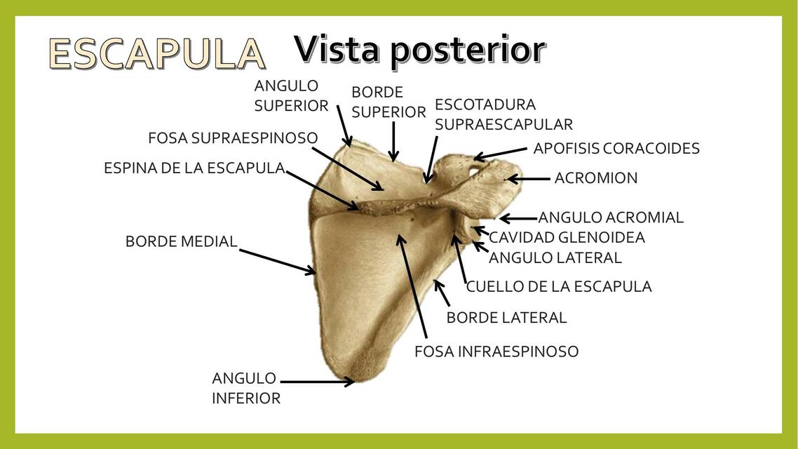 Descripción Anatómica de la Escápula