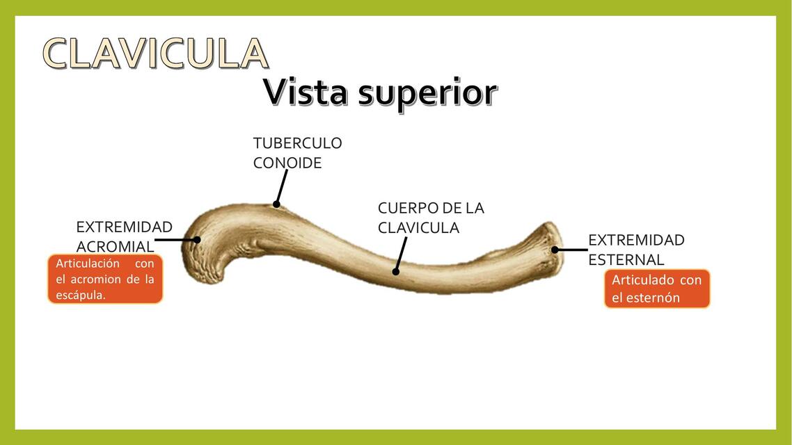 Descripción Anatómica de Clavícula 