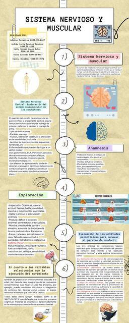 Sistema Nervioso y Muscular 