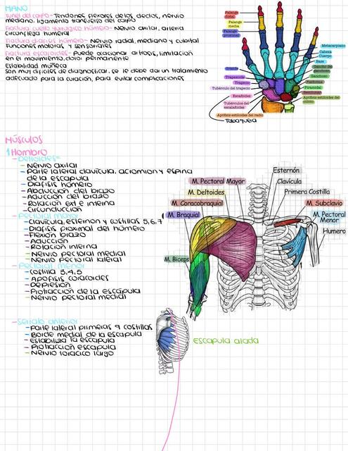 Anatomía- Miembro Superior 