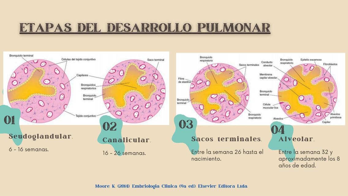 Etapas del Desarrollo Pulmonar