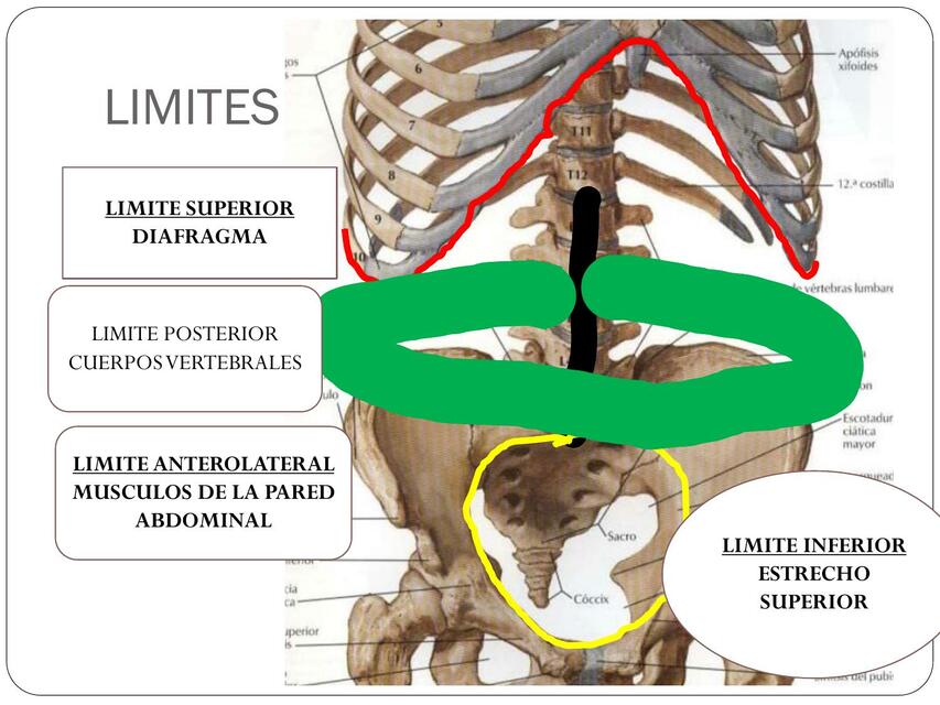 Abdomen 