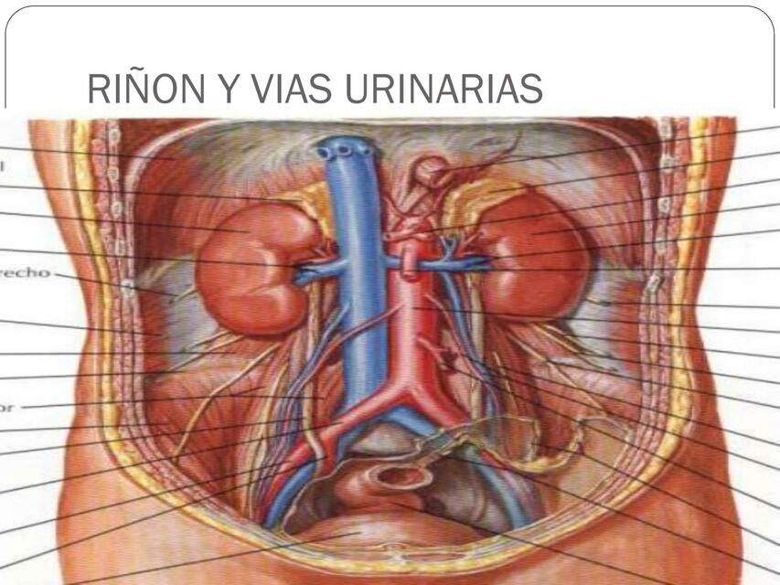 Riñón y Vías Urinarias 