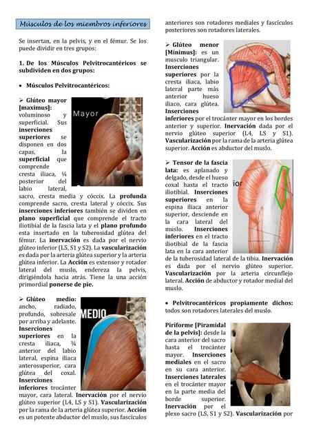 15 Músculos de los miembros inferiorespdf