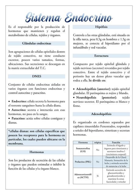 Sistema Endocrino 