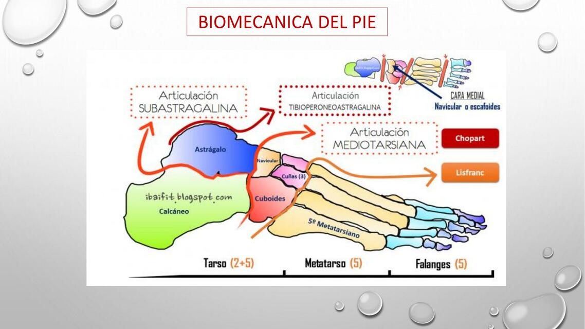 Biomecánica del Pie 