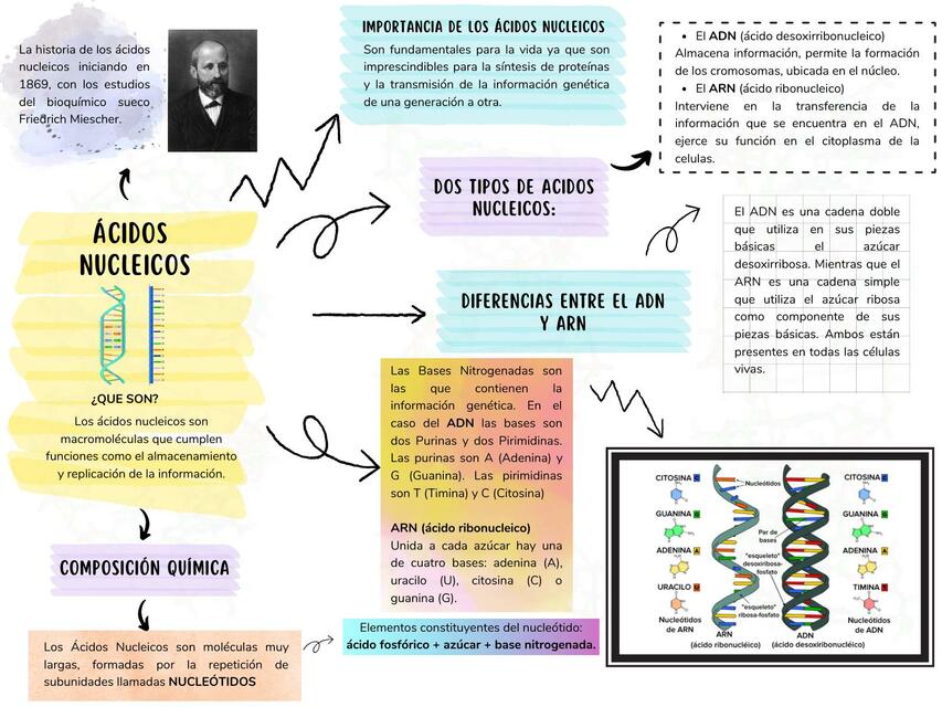 Resumen ácidos nucleicos