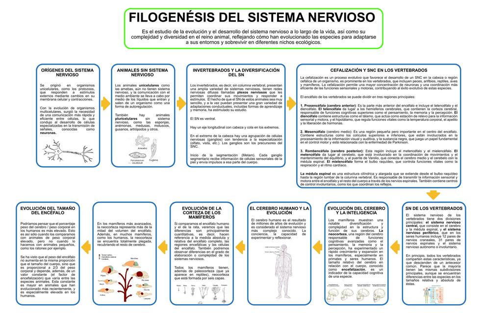 Filogénesis del Sistema Nervioso 