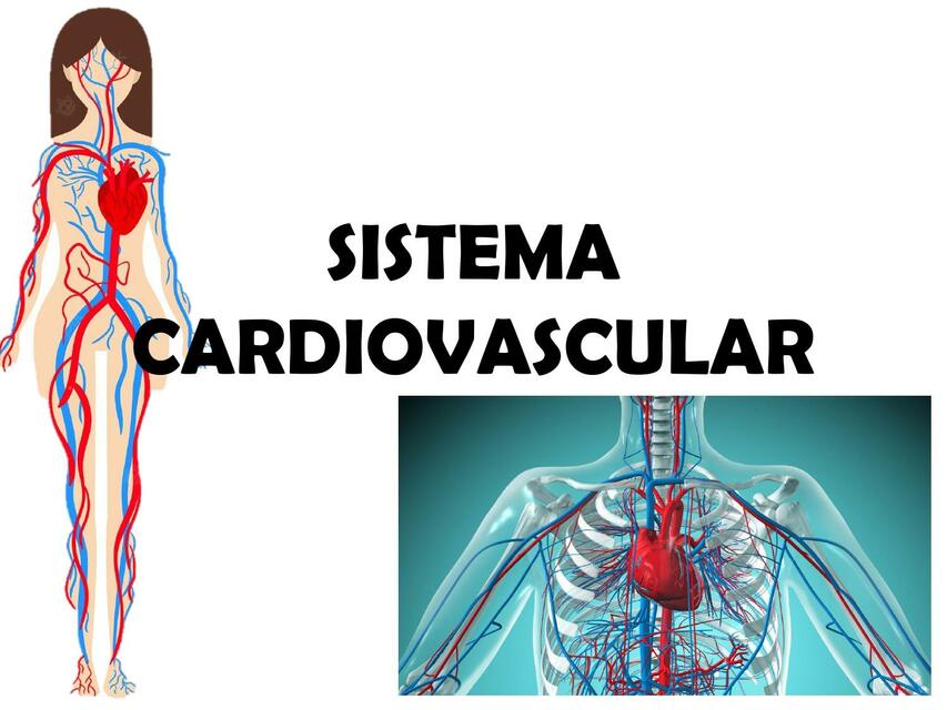 Sistema Cardiovascular 