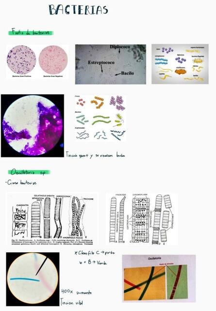 Bacterias 