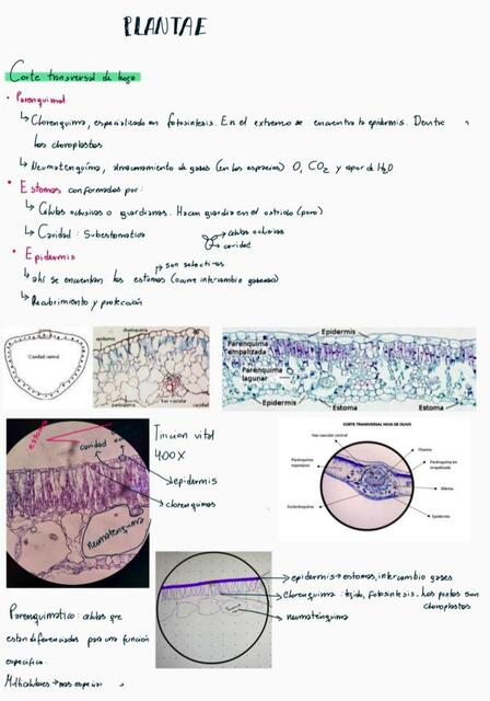 Plantae 