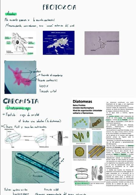 Protozoa 