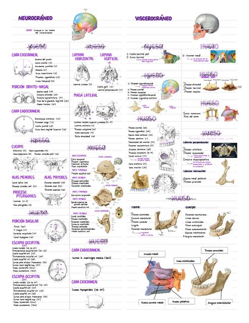 Anatomía de Cabeza y Cuello