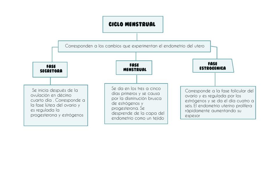 Ciclo Menstrual