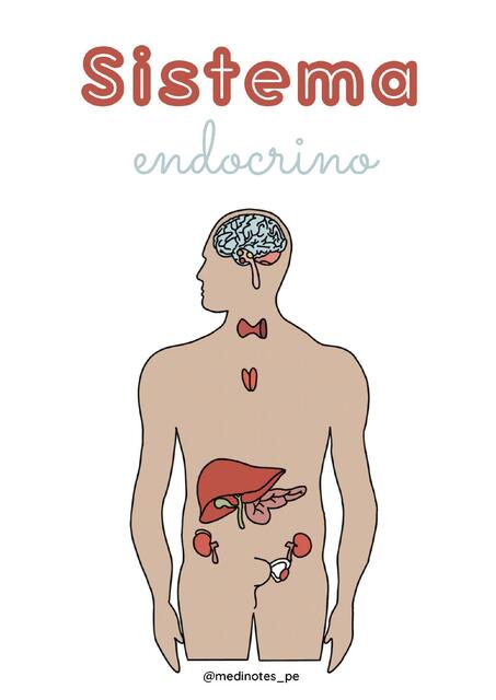 Sistema Endocrino 