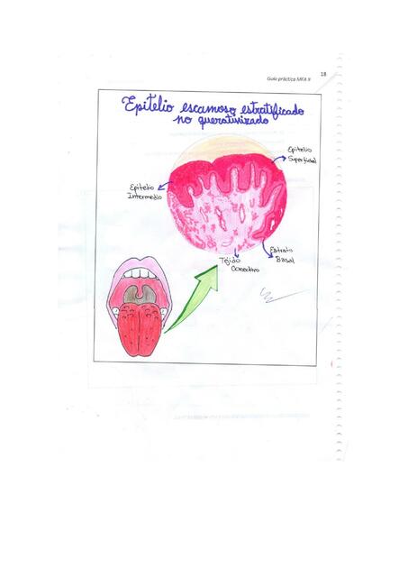 Histología de la Lengua 