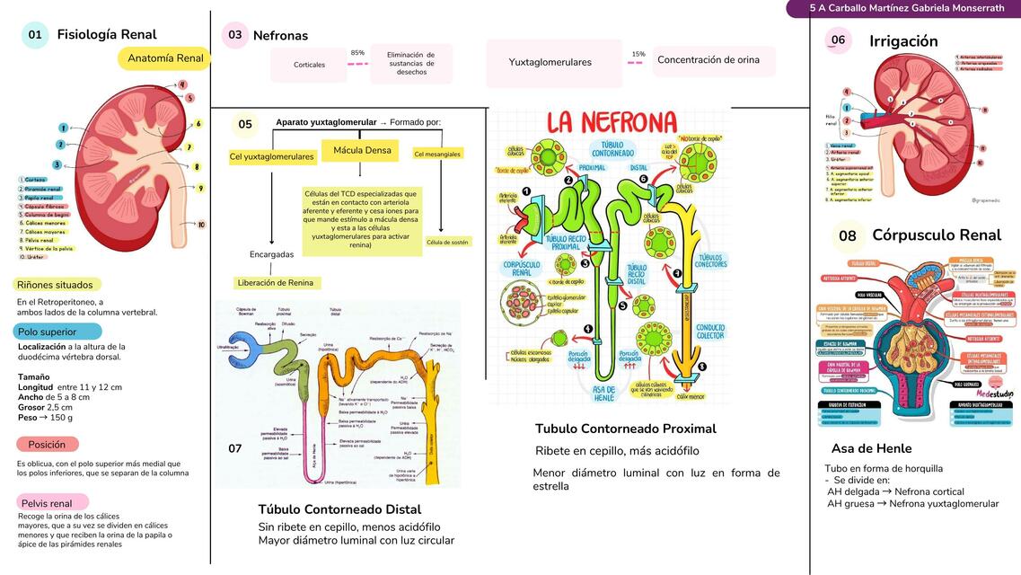 Fisiología Renal