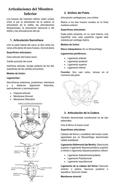 Articulaciones del Miembro Inferior