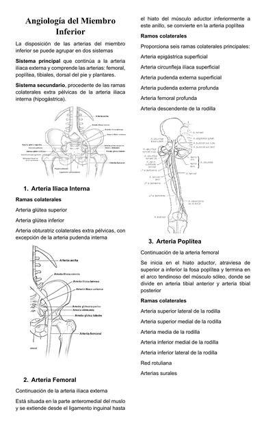 Angiología del Miembro Inferior