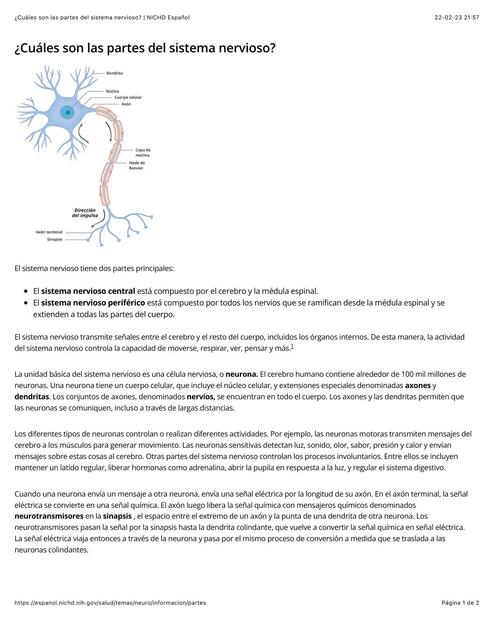 Sistema Nervioso