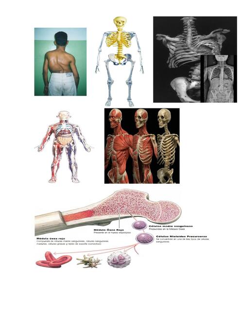 Anatomía imágenes 