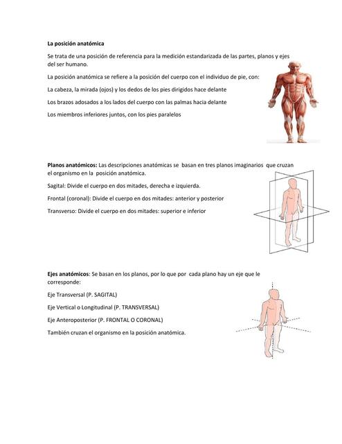 La posición anatómica  