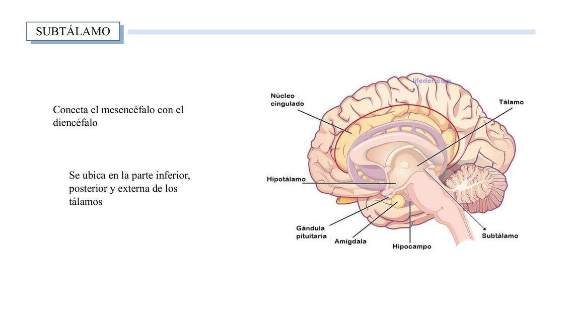 Subtálamo Anahí uDocz