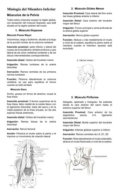 Miología del Miembro Inferior