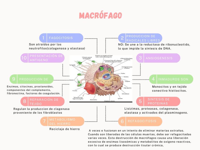 Funciones del macrófago  