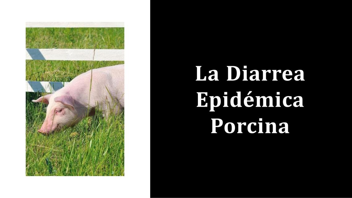 La Diarrea Epidémica Porcina Kassandra Villanueva uDocz