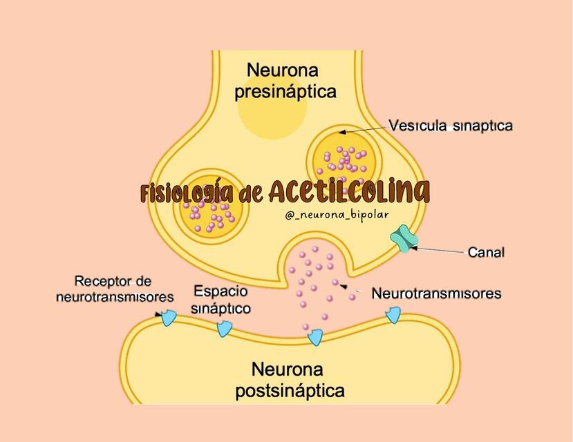 Fisiología de Acetilcolina 