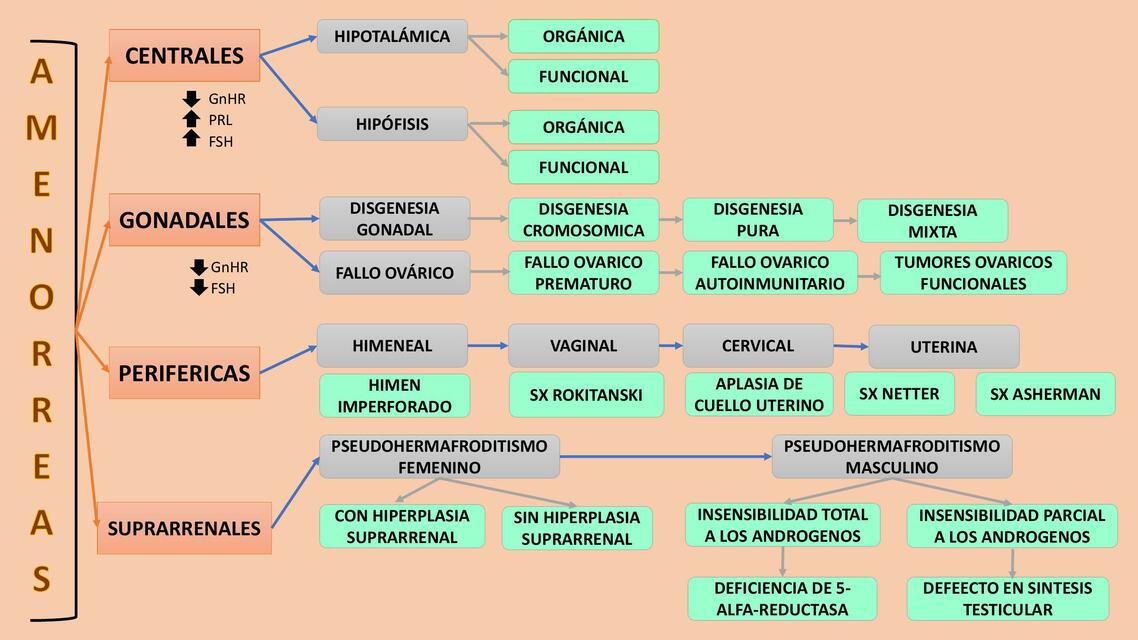 Clasificacion de Amenorréas