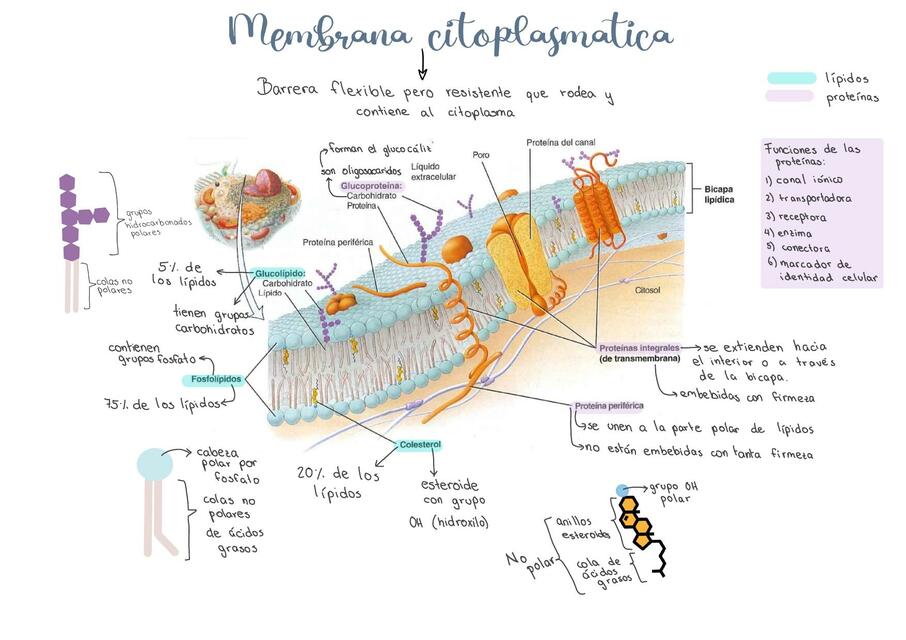 Membrana 1