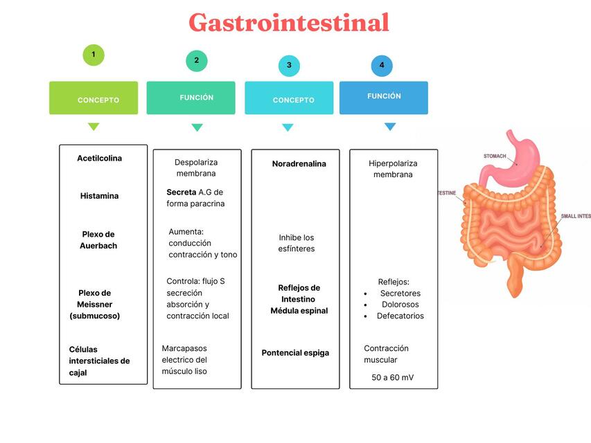 Hormonas Intestinales 