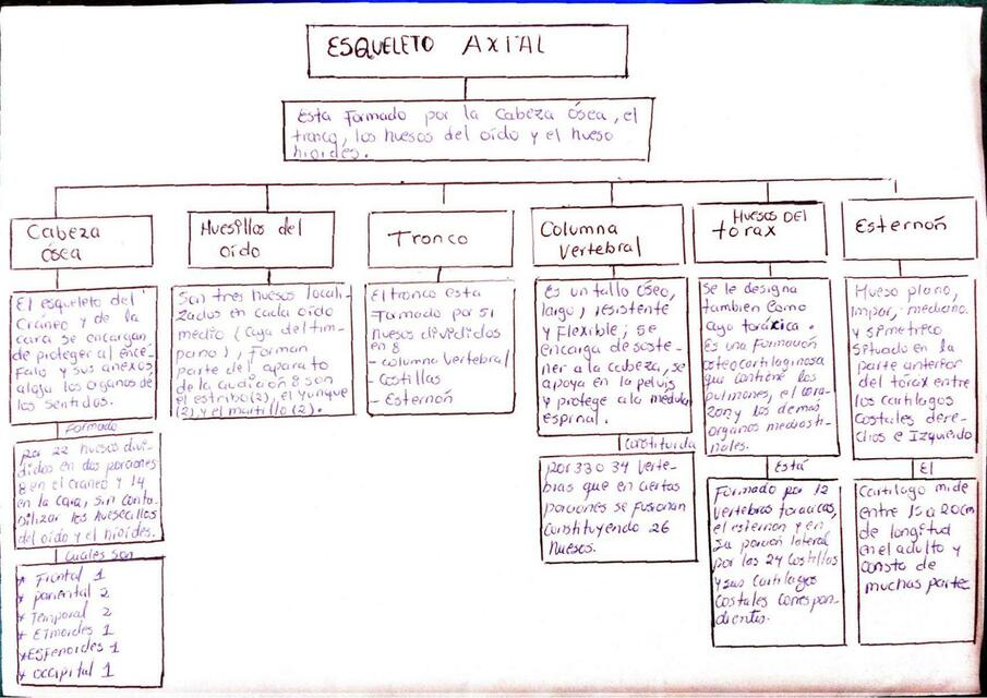 Mapa conceptual  Esqueleto axial 