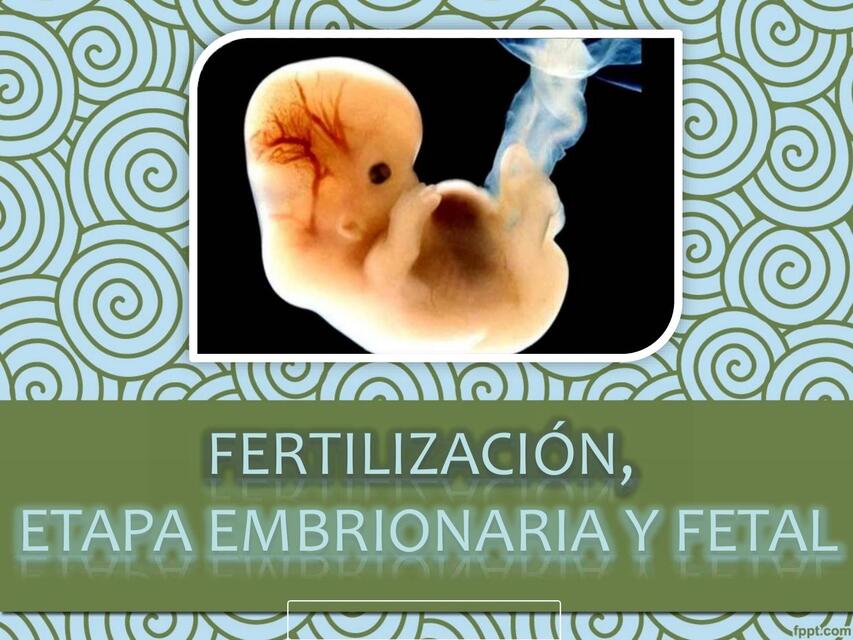 Fertilización, Etapa Embrionaria y Fetal 