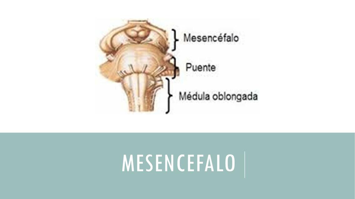 Mesencéfalo 