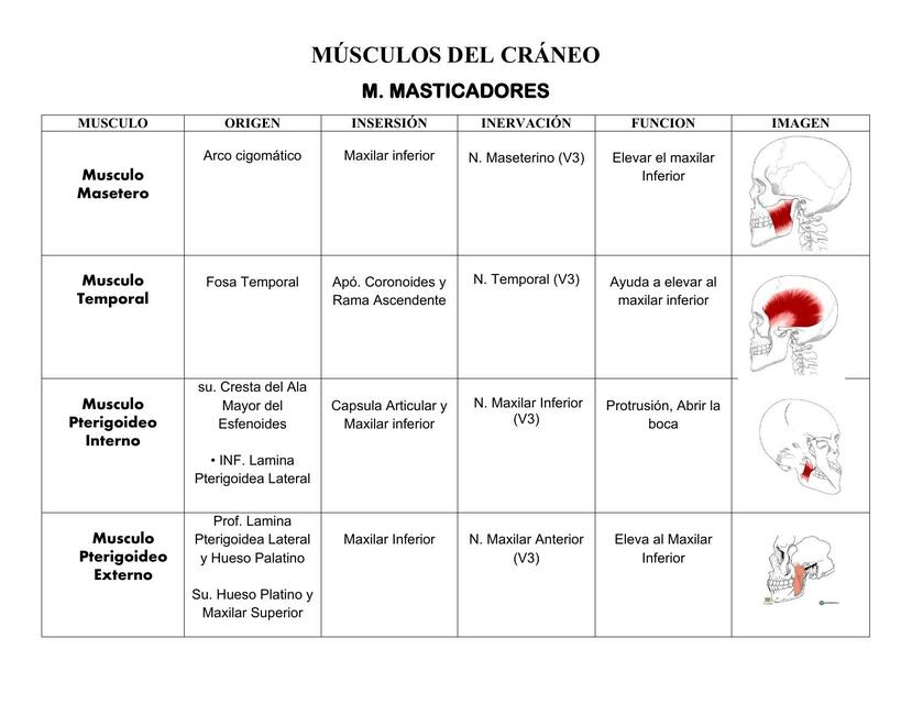 Musculos de Cabeza y Cuello Cuadro