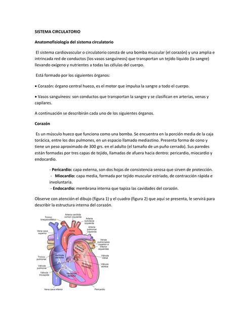 Sistema Circulatorio 