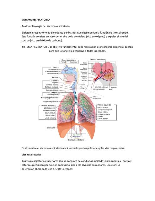 Sistema Respiratorio 