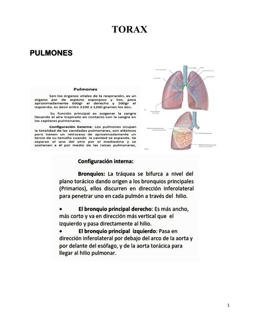 Tórax 