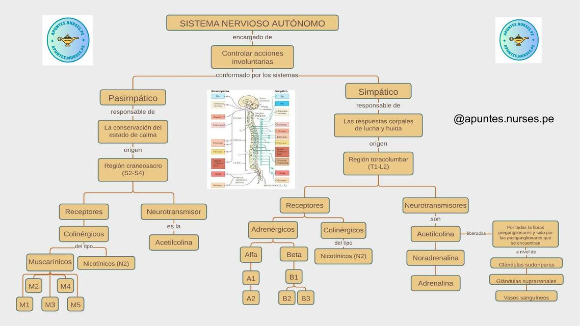 Sistema Nervioso Autónomo