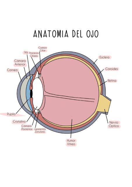 Anatomía del Ojo