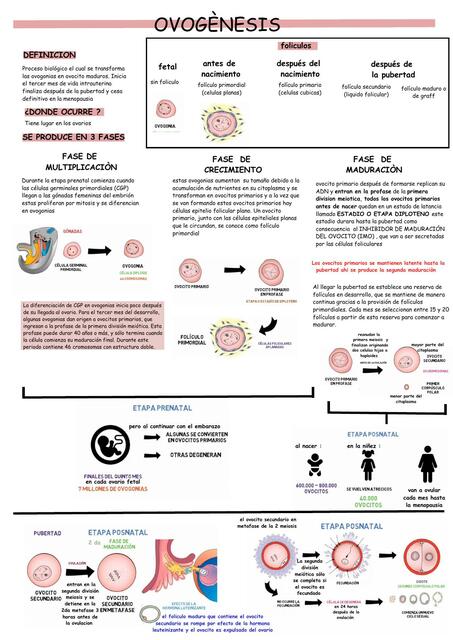 Ovogénesis