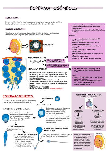 Espermatogénesis 