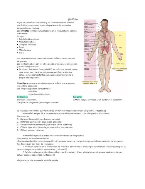 Resumen del sistema Linfático Histología 